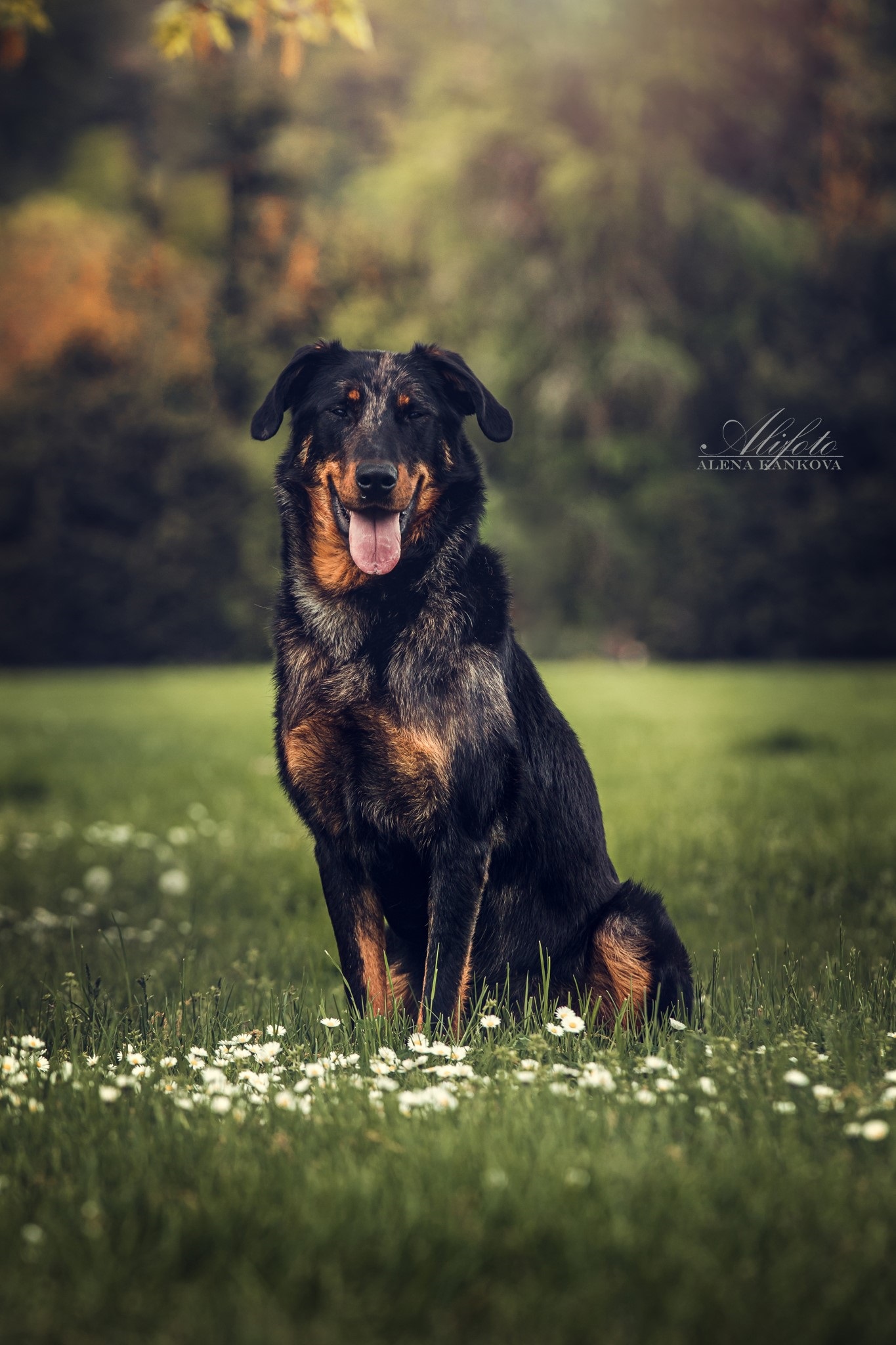 Dixie (4)